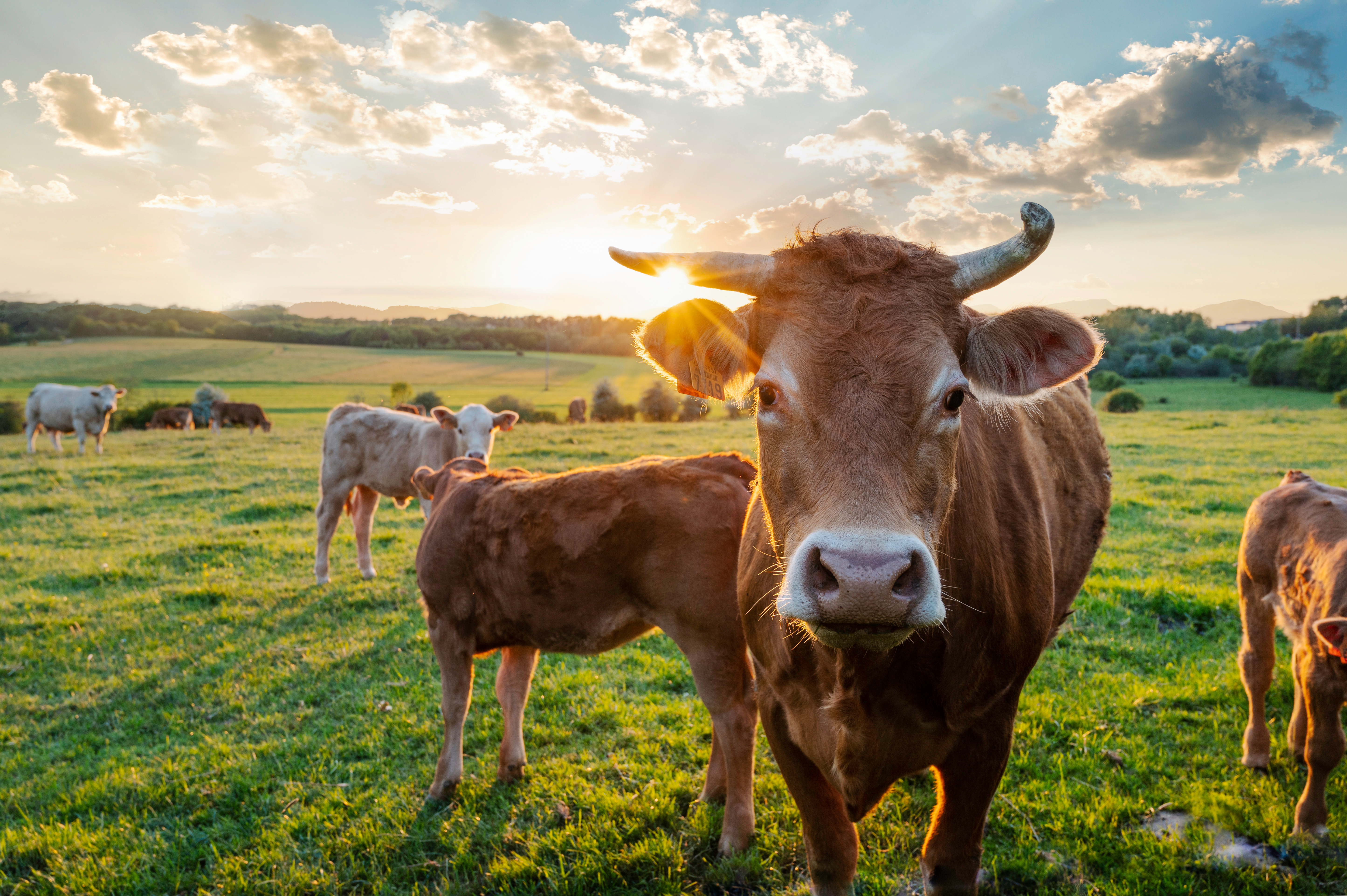 Cows grazing in a sunlit field