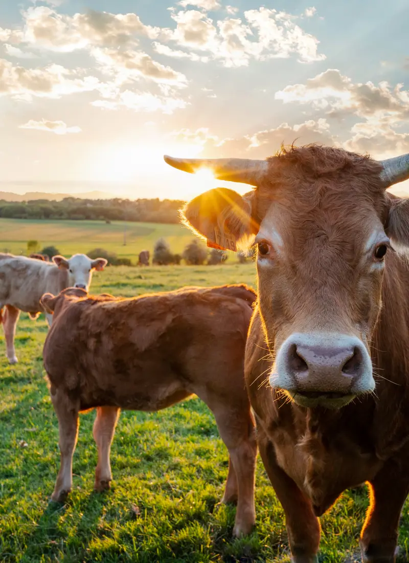 Cows grazing in a sunlit field