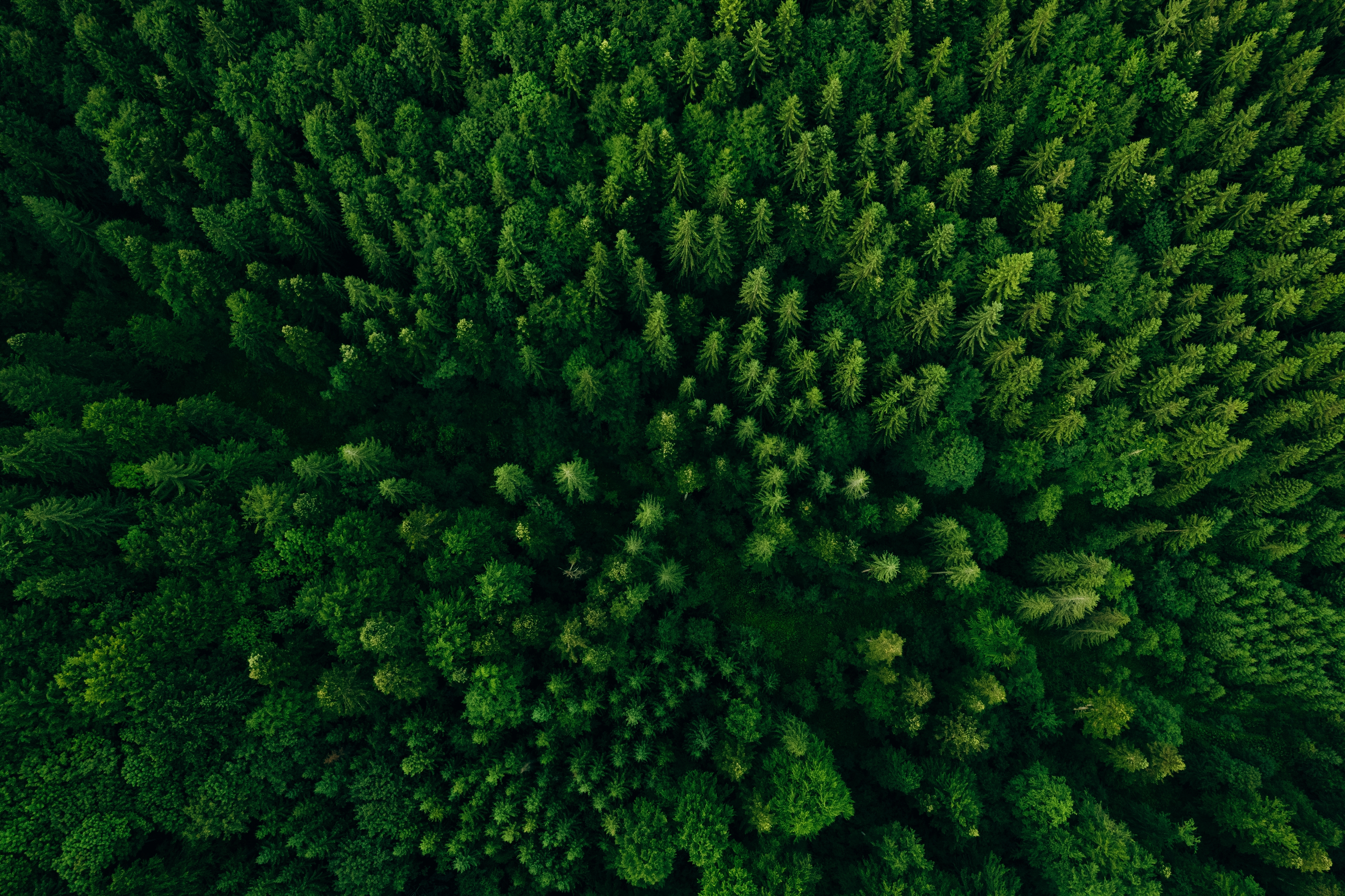A forest seen from above